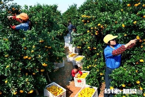 过年剩一个月能干点什么小买卖