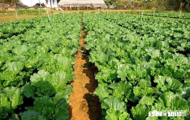 市场蔬菜大多数使用农药化肥，种植野菜会有经济效益吗