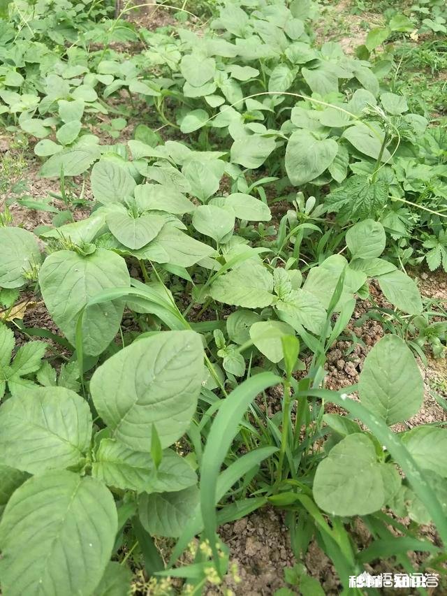 市场蔬菜大多数使用农药化肥，种植野菜会有经济效益吗