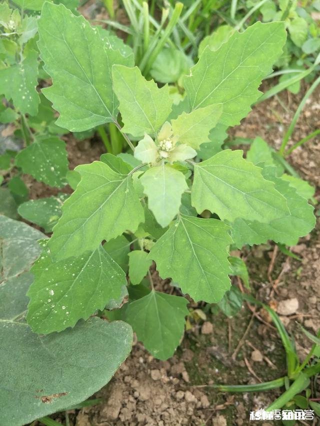 市场蔬菜大多数使用农药化肥，种植野菜会有经济效益吗