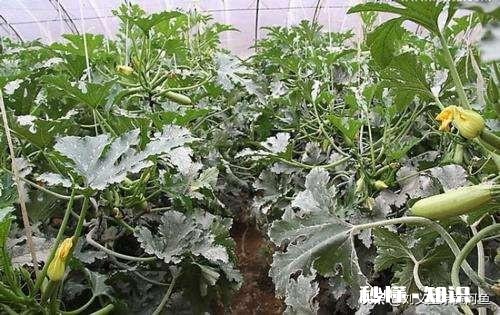 什么原因导致葫芦发生蔓枯病有哪些防治措施