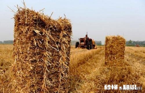 30岁的农民该打工还是创业