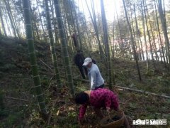 有哪些适合农村中老年人增加收入的项目