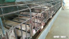 怀孕母猪体温38.6度，有点喘气，不咳，腹式呼吸是什么病