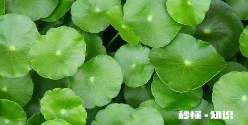 家里养些什么花草比较好呢