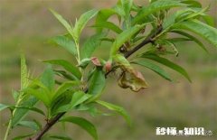 新栽的桃树叶子发黄不长怎么办