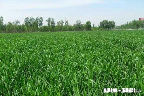 今天立夏，下雨了，农民有什么事情干农民高兴吗