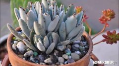 有没有适合放在书桌上的多肉植物