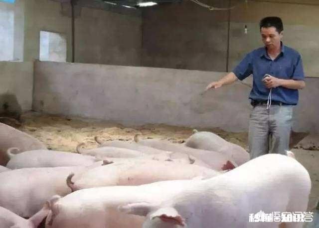 每个月给你1W让你在老家养猪、清理猪舍，你愿意吗