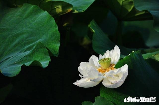 认识了一个男生，你想跟他谈恋爱，但是他总想跟你谈生意，你们怎么看