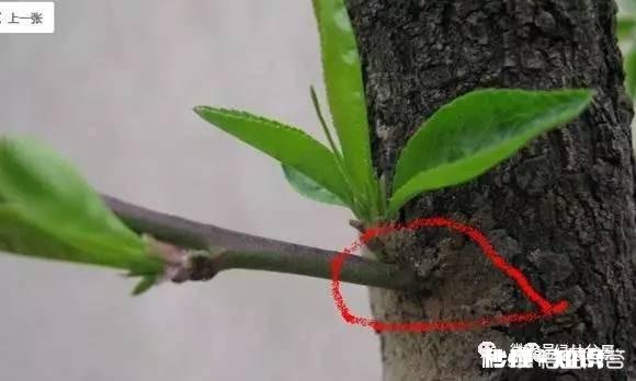 一个金弹子盆景的侧枝被压断，后期该如何设计造型呢