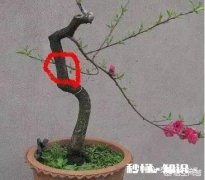 一个金弹子盆景的侧枝被压断，后期该如何设计造型呢