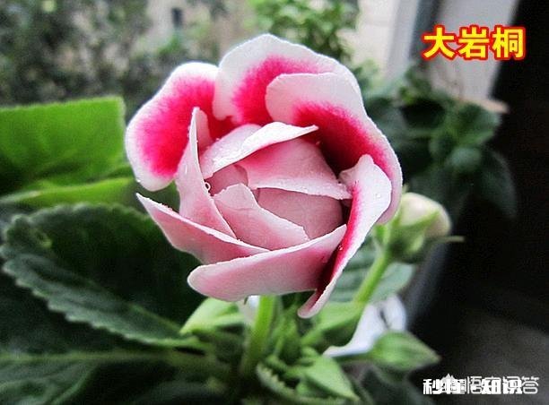 在花市挑花有很多门道，怎样才能买到符合自己心意的花卉盆栽呢有哪些需要注意的问题