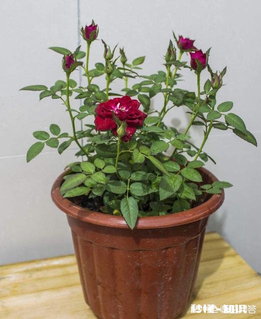 在冬季，怎么种植网购的月季