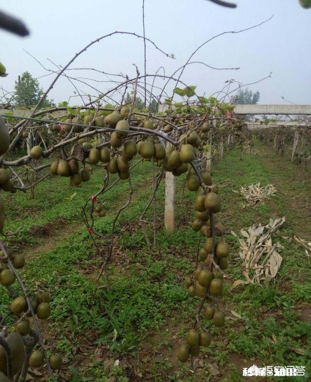 猕猴桃嫁接桩一个月不死还会发芽吗