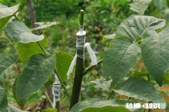 猕猴桃嫁接桩一个月不死还会发芽吗