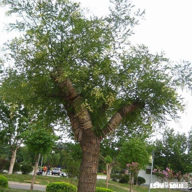 槐角的药用价值有什么禁忌