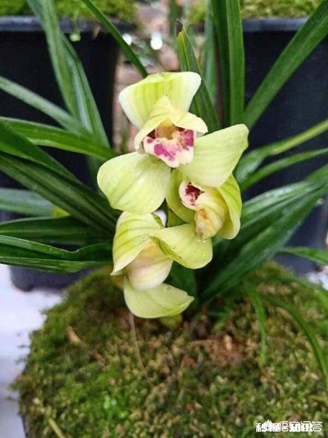 草木灰在家庭园艺养花中究竟能有哪些用途