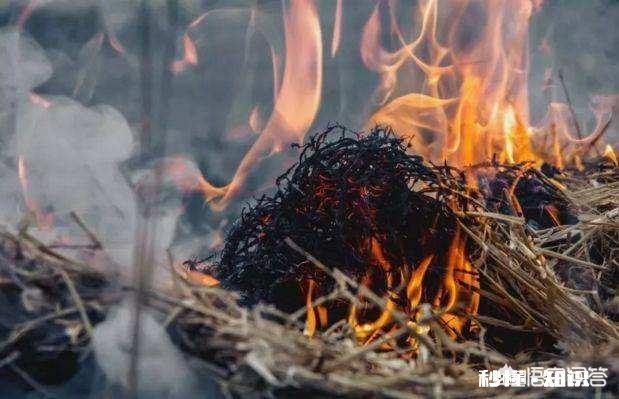 草木灰在家庭园艺养花中究竟能有哪些用途