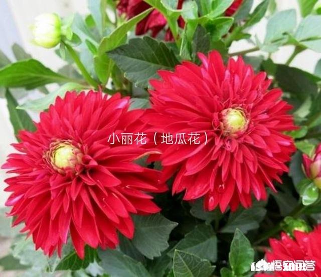 草木灰在家庭园艺养花中究竟能有哪些用途