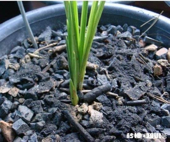 草木灰在家庭园艺养花中究竟能有哪些用途