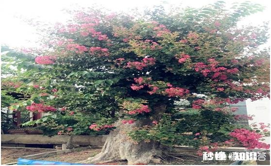 刚到手的树木盆景,该如何养坯