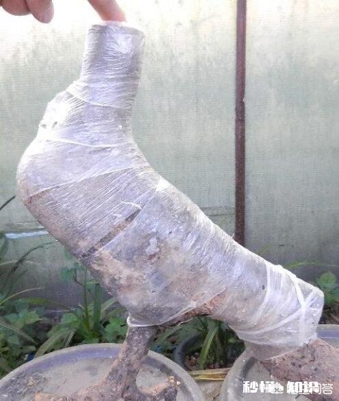 刚到手的树木盆景,该如何养坯