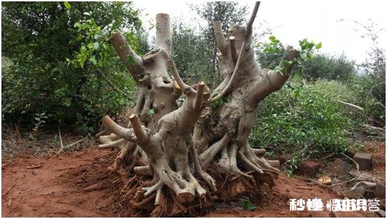 刚到手的树木盆景,该如何养坯