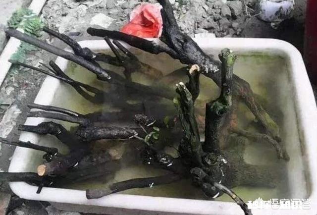 刚到手的树木盆景,该如何养坯