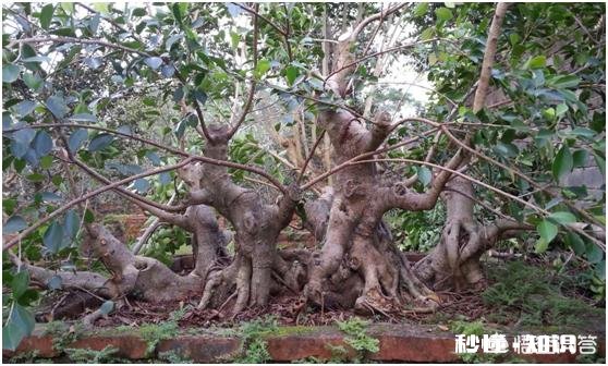 刚到手的树木盆景,该如何养坯