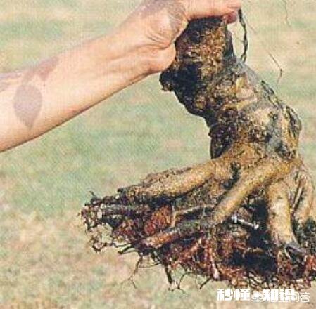 刚到手的树木盆景,该如何养坯