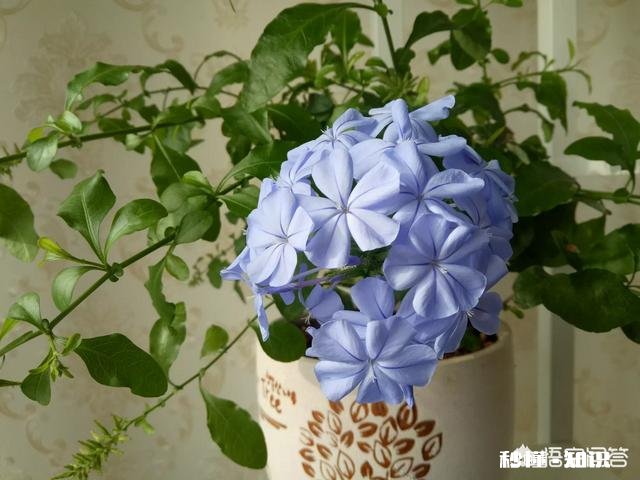 春季家里放什么花最好