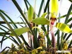 春季家里放什么花最好