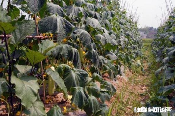 组织人去农村传授种植养殖技术，能提高农村的资源利用率吗