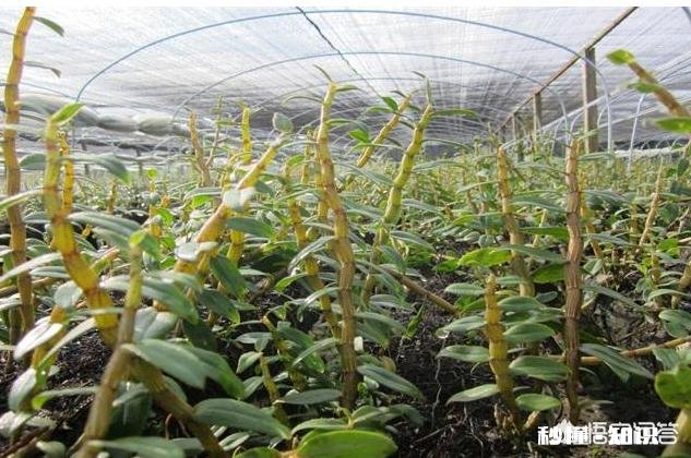 组织人去农村传授种植养殖技术，能提高农村的资源利用率吗