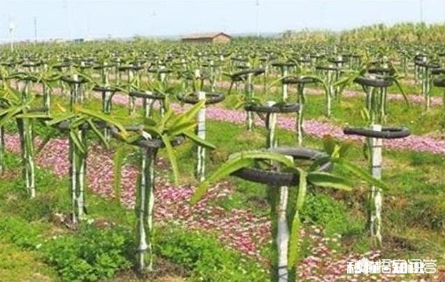 组织人去农村传授种植养殖技术，能提高农村的资源利用率吗