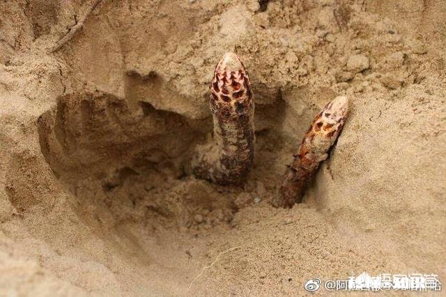 组织人去农村传授种植养殖技术，能提高农村的资源利用率吗