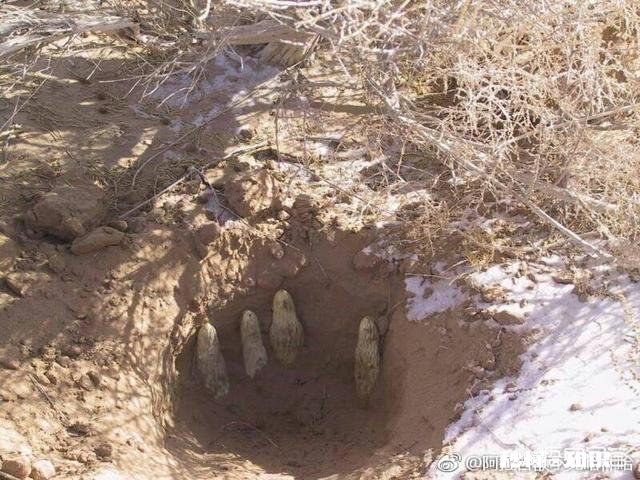 组织人去农村传授种植养殖技术，能提高农村的资源利用率吗