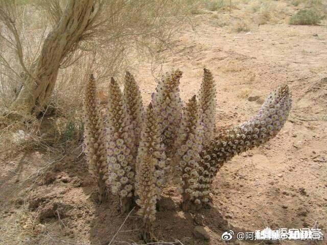 组织人去农村传授种植养殖技术，能提高农村的资源利用率吗