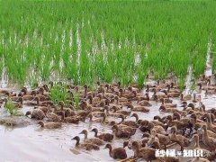 稻田养鸭有什么好处