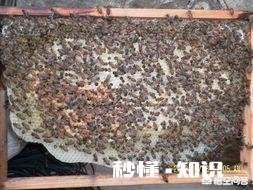 意蜂春繁不管蜂多少，单脾开繁是最好的春繁方法吗