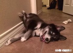 如果有人花一百万买你一手养大的狗，你愿意卖吗