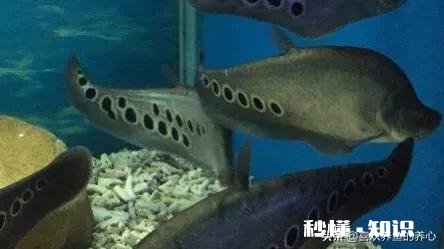 七星鱼可以同金鱼混养吗