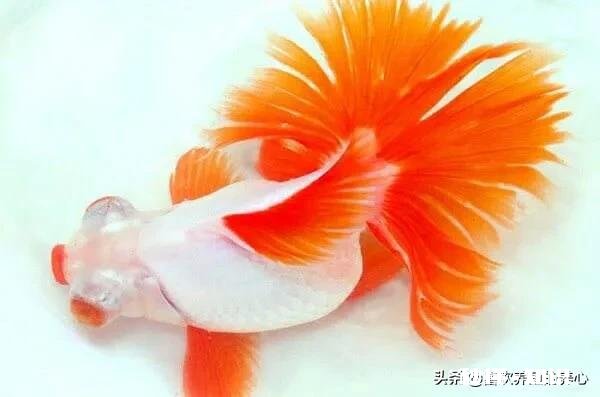 七星鱼可以同金鱼混养吗