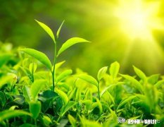 如何操纵好情绪的转换器代表什么呢