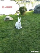 有哪些能治愈你的笑话或者段子