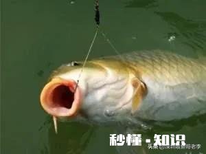 鲫、鲤、草、鳊、鲢等 钓友们平时钓鱼，喜欢钓什么类型的鱼