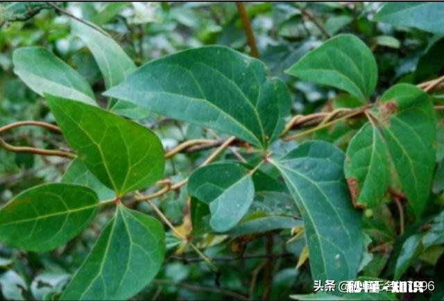 大血藤当年种当年是否采收呢