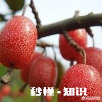 盐碱地如何栽植苹果