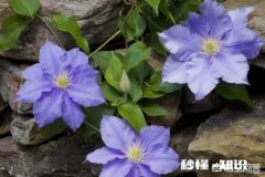 铁线莲如何在北方养